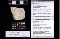 Foto (Objekt + Etikett) von Goniodromites sp.  (NHMW-GEO-2017-0089-0025)
